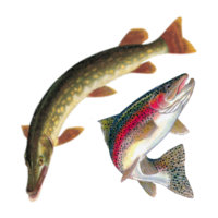 Salmo trutta/Esox lucius